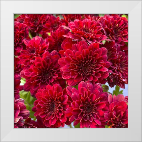 Red Blooms I White Modern Wood Framed Art Print by Grayscale