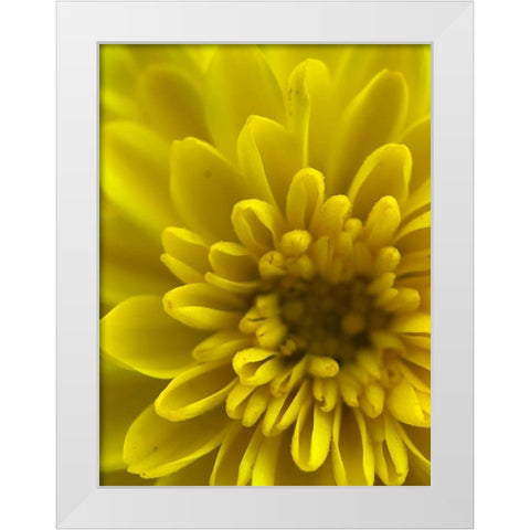 Yellow Blooms IX White Modern Wood Framed Art Print by Grayscale