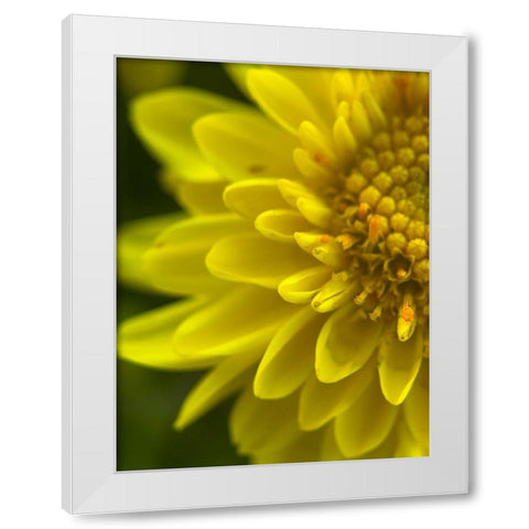 Yellow Blooms X White Modern Wood Framed Art Print by Grayscale