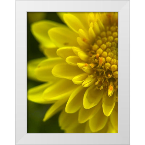 Yellow Blooms X White Modern Wood Framed Art Print by Grayscale
