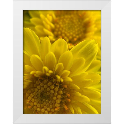 Yellow Blooms XI White Modern Wood Framed Art Print by Grayscale