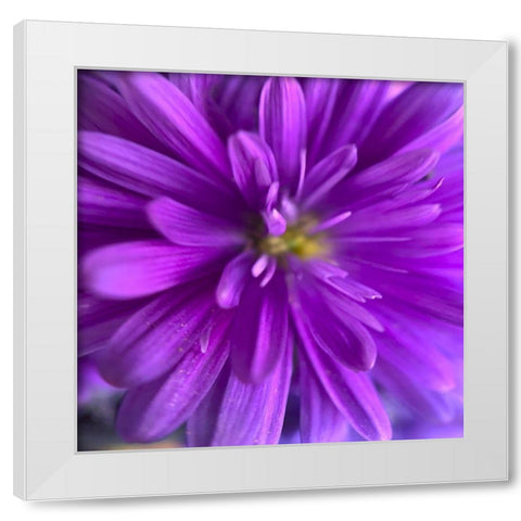 Purple Bloom V White Modern Wood Framed Art Print by Grayscale