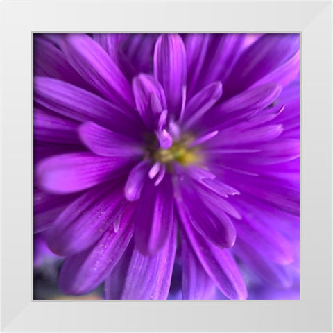 Purple Bloom V White Modern Wood Framed Art Print by Grayscale