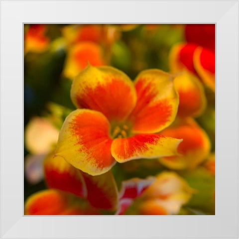 Orange Blooms II White Modern Wood Framed Art Print by Grayscale