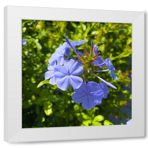 Blue Blooms I White Modern Wood Framed Art Print by Grayscale