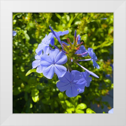 Blue Blooms I White Modern Wood Framed Art Print by Grayscale