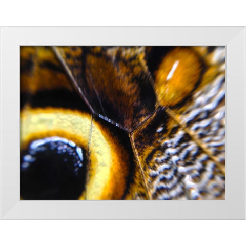 Butterfly Wing I White Modern Wood Framed Art Print by Grayscale