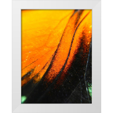 Butterfly Wing II White Modern Wood Framed Art Print by Grayscale