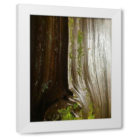 Bark and Moss IV White Modern Wood Framed Art Print by Grayscale