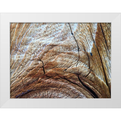 Bark Arc I White Modern Wood Framed Art Print by Grayscale