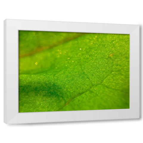 Green Leaf I White Modern Wood Framed Art Print by Grayscale