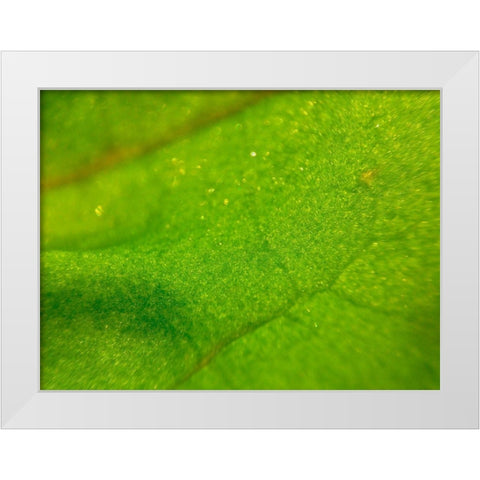 Green Leaf I White Modern Wood Framed Art Print by Grayscale