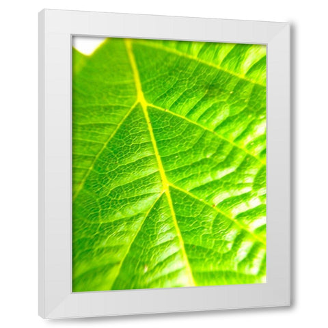 Green Leaf V White Modern Wood Framed Art Print by Grayscale