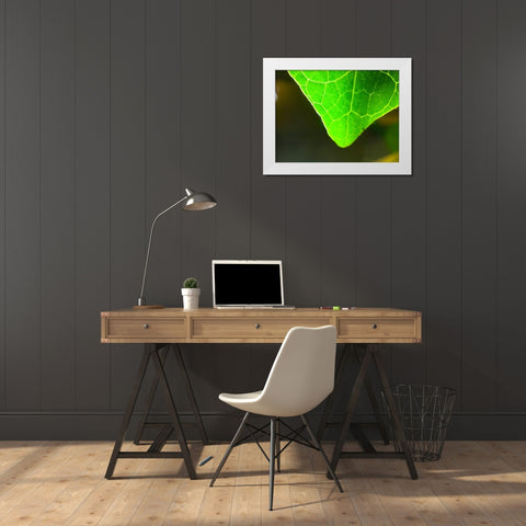Green Leaf X White Modern Wood Framed Art Print by Grayscale