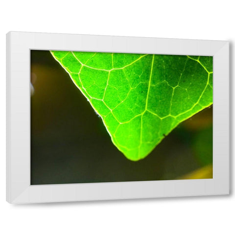 Green Leaf X White Modern Wood Framed Art Print by Grayscale