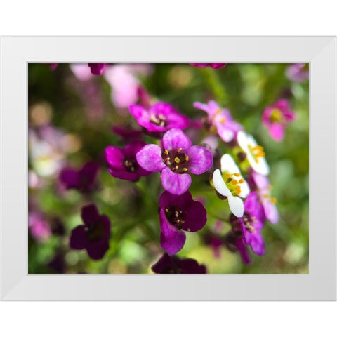 Alyssum I White Modern Wood Framed Art Print by Grayscale