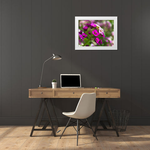 Alyssum II White Modern Wood Framed Art Print by Grayscale