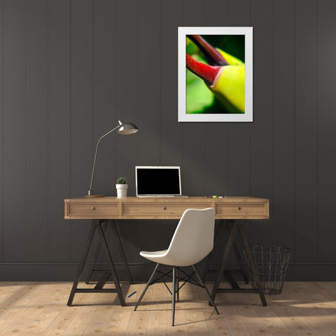 Cactus Spikes III White Modern Wood Framed Art Print by Grayscale