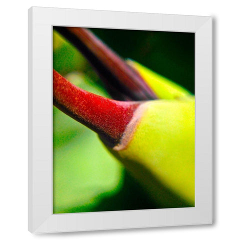 Cactus Spikes III White Modern Wood Framed Art Print by Grayscale