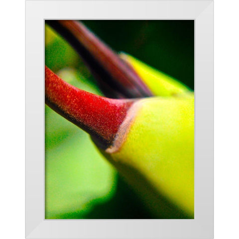 Cactus Spikes III White Modern Wood Framed Art Print by Grayscale