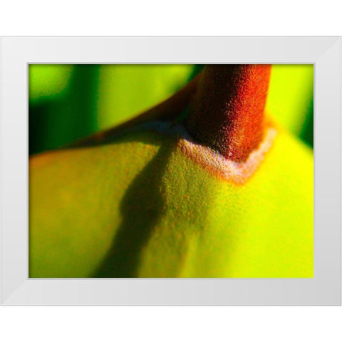 Cactus Spikes IV White Modern Wood Framed Art Print by Grayscale