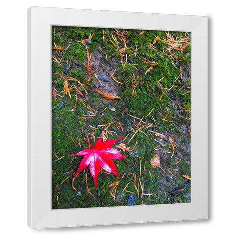 Japanese Maple III White Modern Wood Framed Art Print by Grayscale