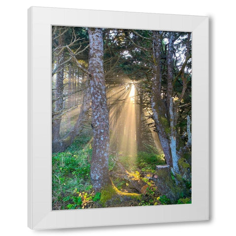 Hobbit Trail II White Modern Wood Framed Art Print by Grayscale