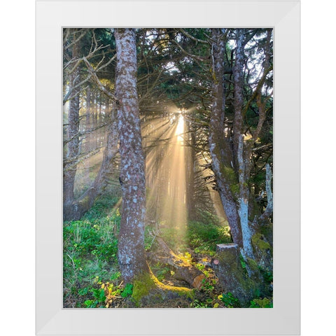 Hobbit Trail II White Modern Wood Framed Art Print by Grayscale