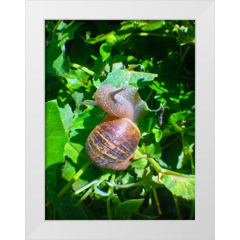 Snail Snack I White Modern Wood Framed Art Print by Grayscale