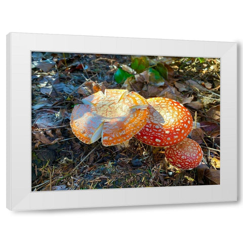 Red and Orange Mushrooms I White Modern Wood Framed Art Print by Grayscale