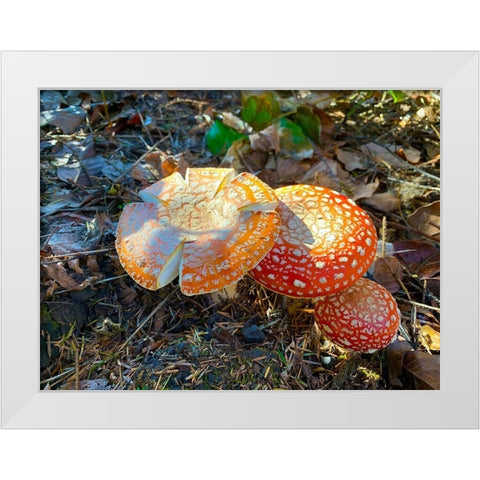 Red and Orange Mushrooms I White Modern Wood Framed Art Print by Grayscale
