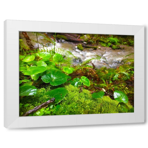 Smallest Redwood White Modern Wood Framed Art Print by Grayscale