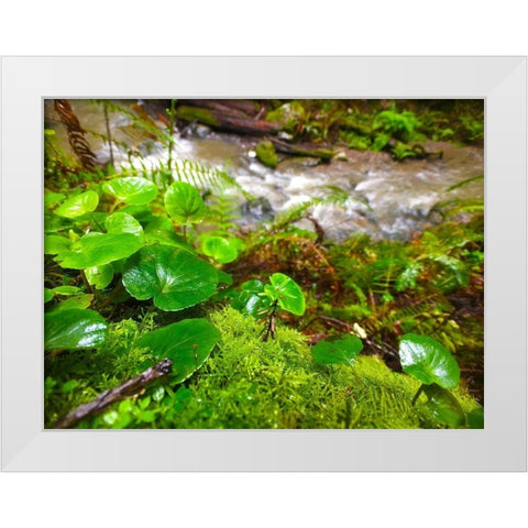 Smallest Redwood White Modern Wood Framed Art Print by Grayscale