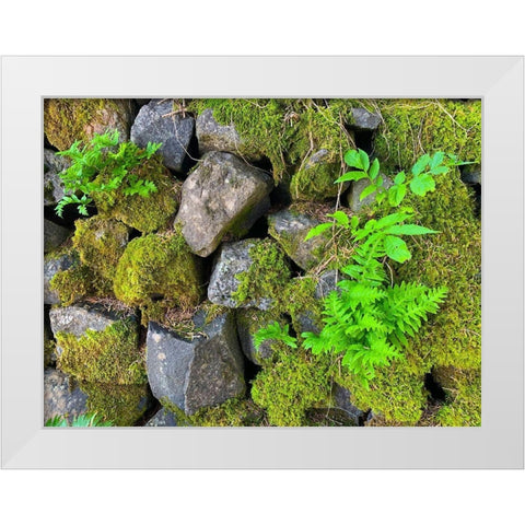 Wall Garden IV White Modern Wood Framed Art Print by Grayscale