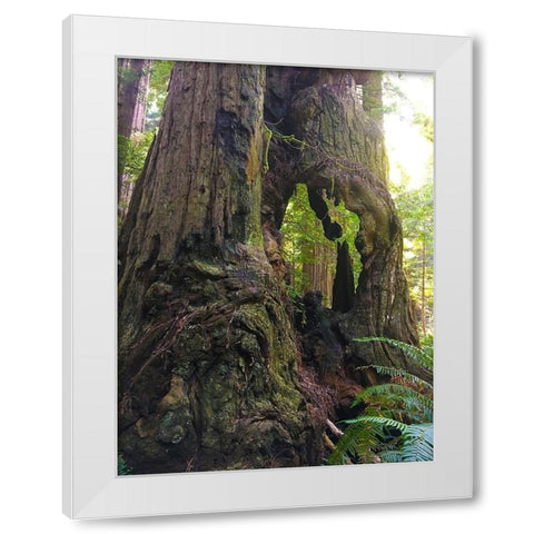 Redwood I White Modern Wood Framed Art Print by Grayscale
