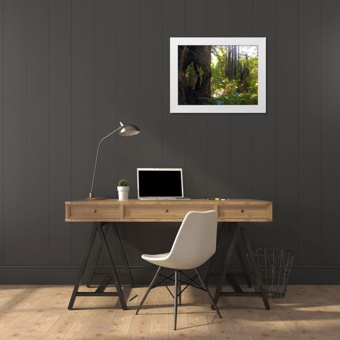 Redwood II White Modern Wood Framed Art Print by Grayscale