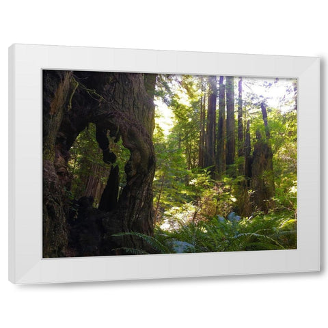 Redwood II White Modern Wood Framed Art Print by Grayscale