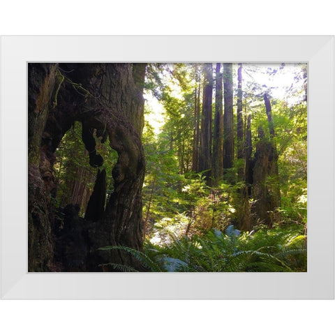 Redwood II White Modern Wood Framed Art Print by Grayscale