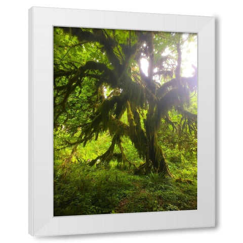 Rainforest I White Modern Wood Framed Art Print by Grayscale