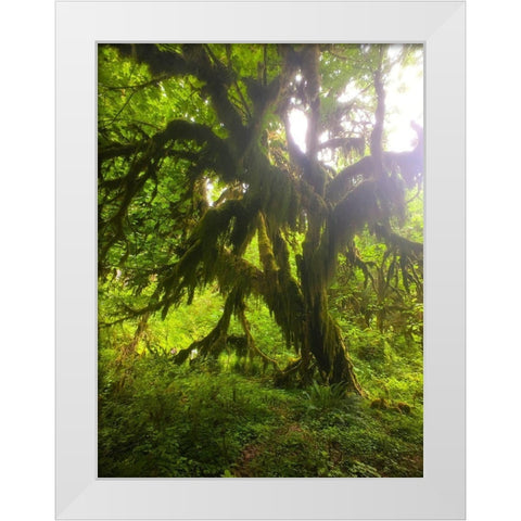 Rainforest I White Modern Wood Framed Art Print by Grayscale