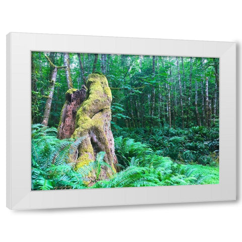 Rainforest III White Modern Wood Framed Art Print by Grayscale