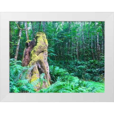 Rainforest III White Modern Wood Framed Art Print by Grayscale