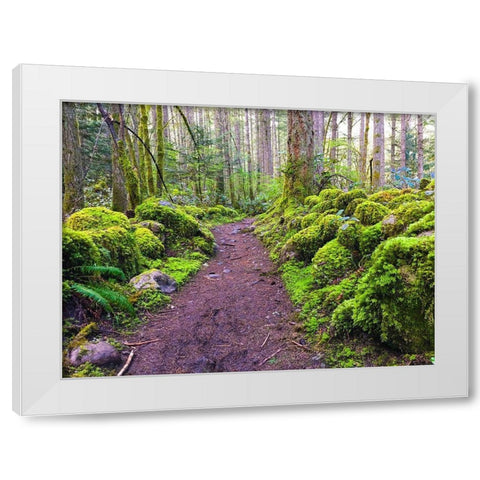 Forest Trail I White Modern Wood Framed Art Print by Grayscale