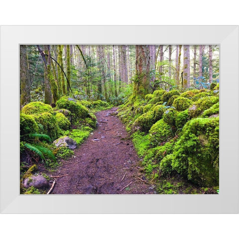 Forest Trail I White Modern Wood Framed Art Print by Grayscale