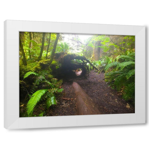 Forest Trail II White Modern Wood Framed Art Print by Grayscale