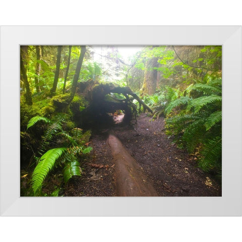 Forest Trail II White Modern Wood Framed Art Print by Grayscale