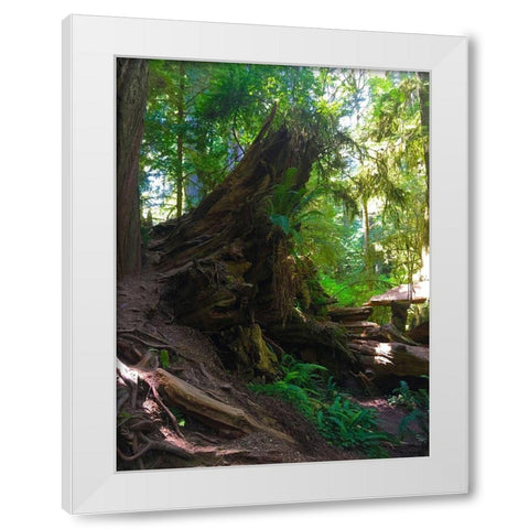 Forest Trail III White Modern Wood Framed Art Print by Grayscale