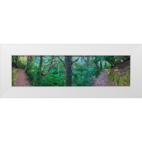 Forest Trail VI White Modern Wood Framed Art Print by Grayscale