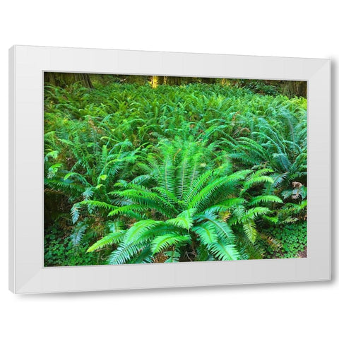 Forest Ferns I White Modern Wood Framed Art Print by Grayscale