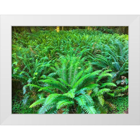 Forest Ferns I White Modern Wood Framed Art Print by Grayscale